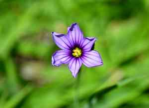 Swordleaf blue-eyed grass(Sisyrinchium scabrum)
