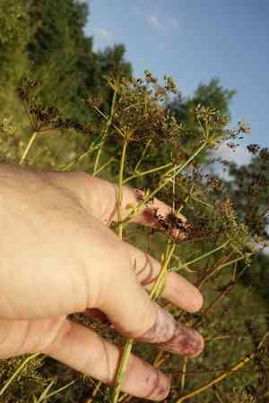 Skirret(Sium sisarum)