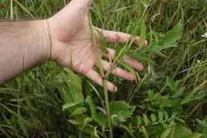 Skirret(Sium sisarum)
