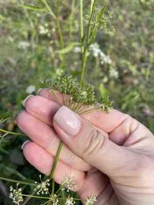 Skirret(Sium sisarum)
