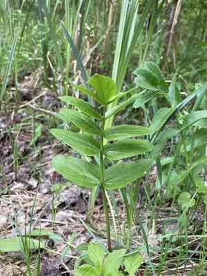 Skirret(Sium sisarum)