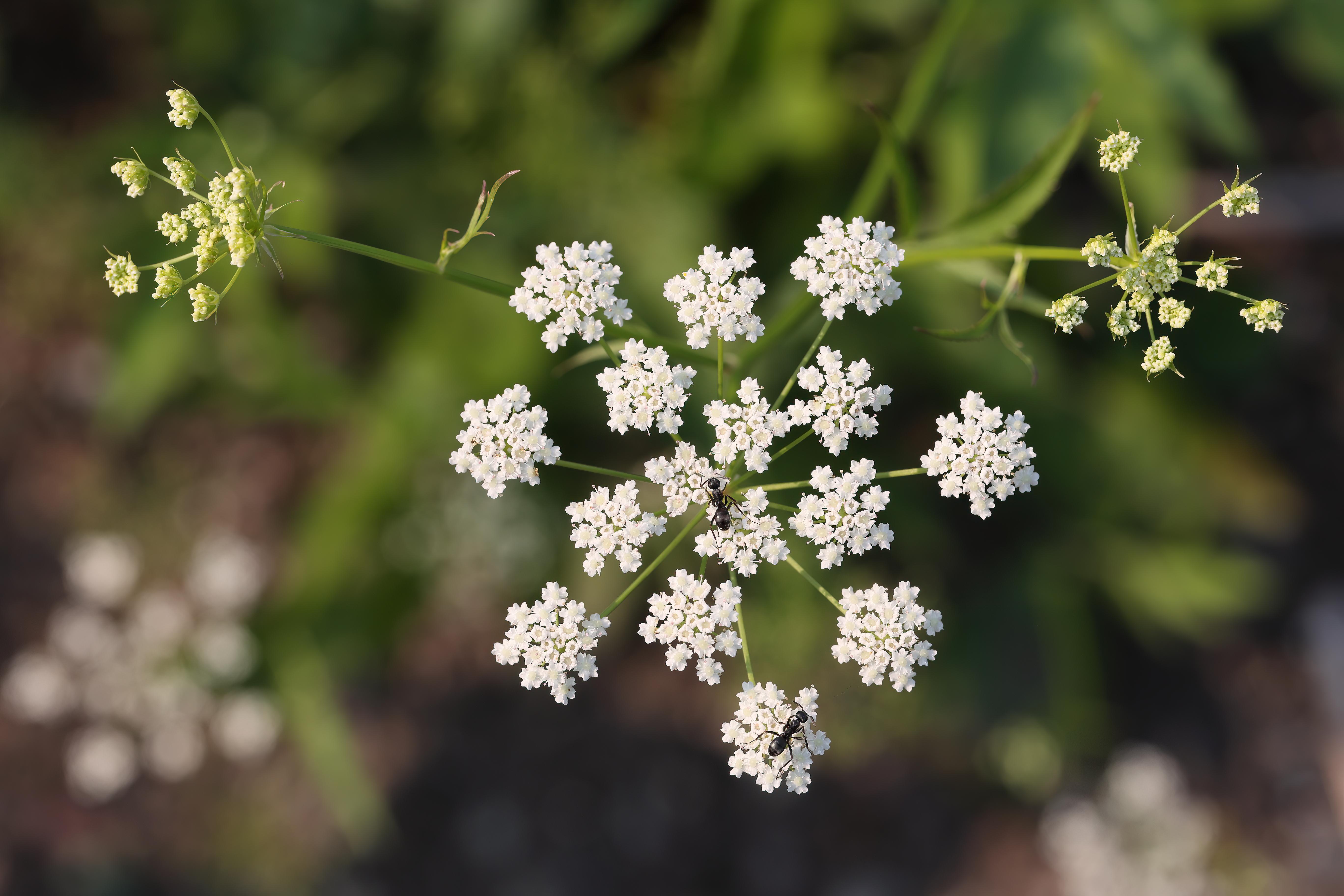 Skirret (Sium sisarum) Care Guide: Pests, Diseases, Watering ...
