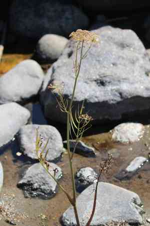 Hemlock waterparsnip(Sium suave)