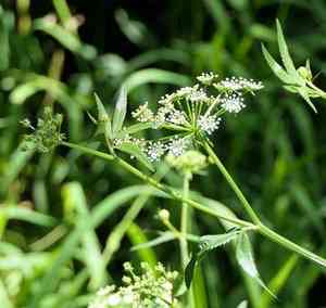 Hemlock waterparsnip(Sium suave)