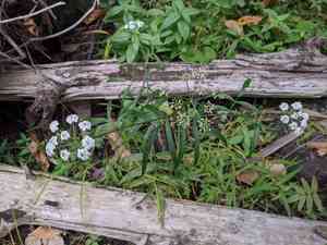 Hemlock waterparsnip(Sium suave)