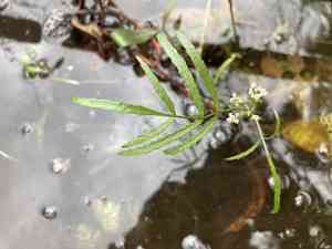 Hemlock waterparsnip(Sium suave)