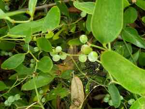 Earleaf Greenbrier(Smilax auriculata)