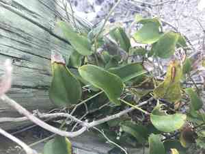 Earleaf Greenbrier(Smilax auriculata)