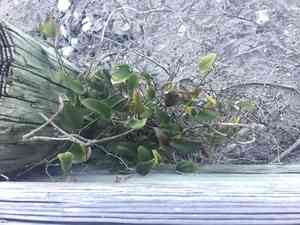 Earleaf Greenbrier(Smilax auriculata)