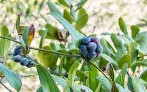 Earleaf Greenbrier(Smilax auriculata)