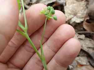 Upright carrionflower(Smilax ecirrhata)