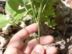 Upright carrionflower(Smilax ecirrhata)