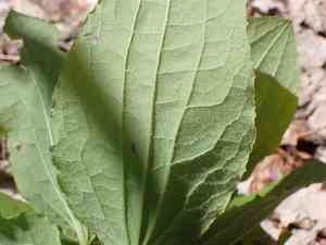 Upright carrionflower(Smilax ecirrhata)