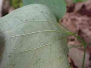 Upright carrionflower(Smilax ecirrhata)