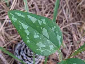 Cat greenbrier(Smilax glauca)
