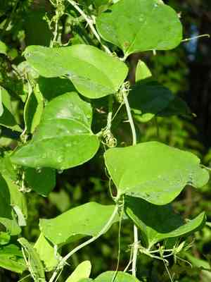 Cat greenbrier(Smilax glauca)