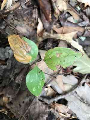 Cat greenbrier(Smilax glauca)