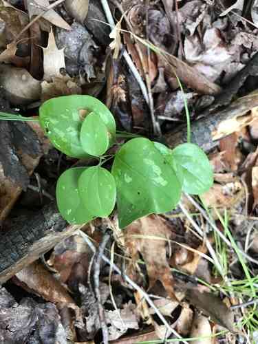 Cat greenbrier(Smilax glauca)
