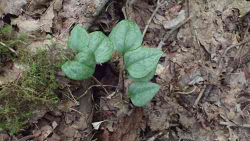 Cat greenbrier(Smilax glauca)