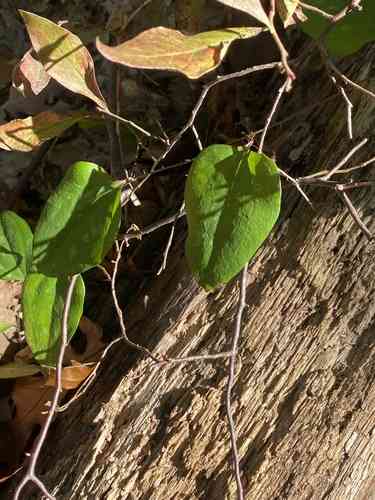 Cat greenbrier(Smilax glauca)