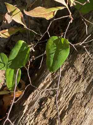 Cat greenbrier(Smilax glauca)