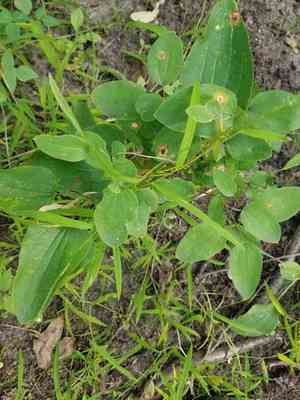Smooth Carrionflower(Smilax herbacea)