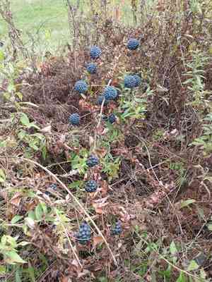 Smooth Carrionflower(Smilax herbacea)