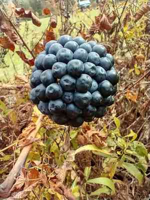 Smooth Carrionflower(Smilax herbacea)