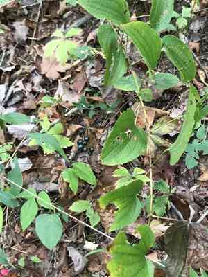 Smooth Carrionflower(Smilax herbacea)