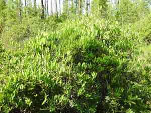 Laurel Greenbrier(Smilax laurifolia)