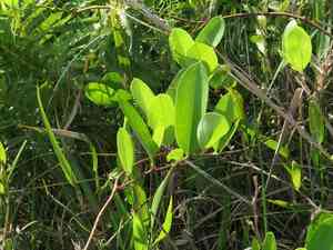Laurel Greenbrier(Smilax laurifolia)