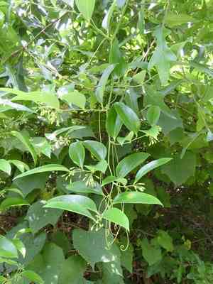Laurel Greenbrier(Smilax laurifolia)