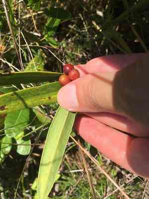 Laurel Greenbrier(Smilax laurifolia)