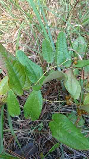 Sarsparilla vine(Smilax pumila)
