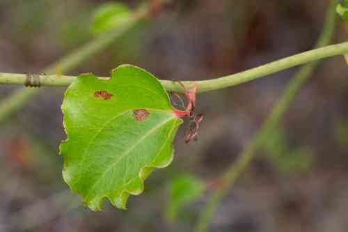 Roundleaf greenbrier(Smilax rotundifolia)