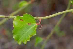 Roundleaf greenbrier(Smilax rotundifolia)