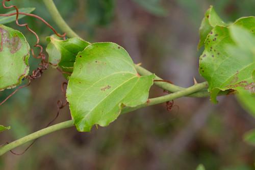 Roundleaf greenbrier