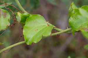 Roundleaf greenbrier(Smilax rotundifolia)