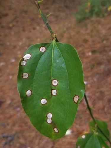 Roundleaf greenbrier(Smilax rotundifolia)