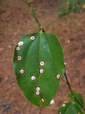 Roundleaf greenbrier(Smilax rotundifolia)