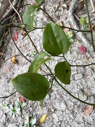 Roundleaf greenbrier(Smilax rotundifolia)