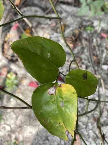 Roundleaf greenbrier(Smilax rotundifolia)