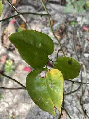 Roundleaf greenbrier(Smilax rotundifolia)