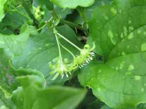 Bristly greenbrier(Smilax tamnoides)