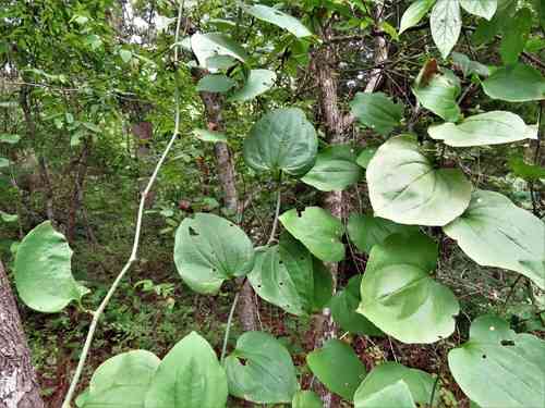 Bristly greenbrier(Smilax tamnoides)