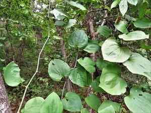 Bristly greenbrier(Smilax tamnoides)