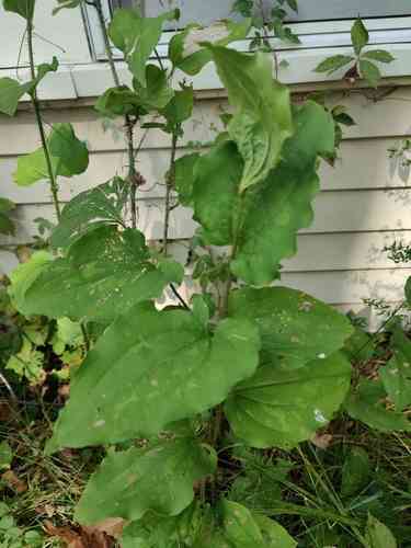 Bristly greenbrier(Smilax tamnoides)