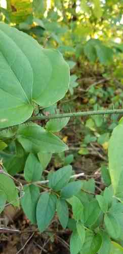 Bristly greenbrier(Smilax tamnoides)
