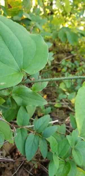 Bristly greenbrier(Smilax tamnoides)