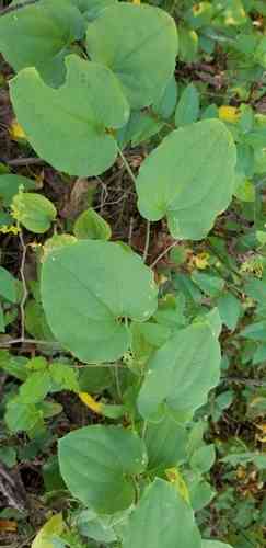 Bristly greenbrier(Smilax tamnoides)